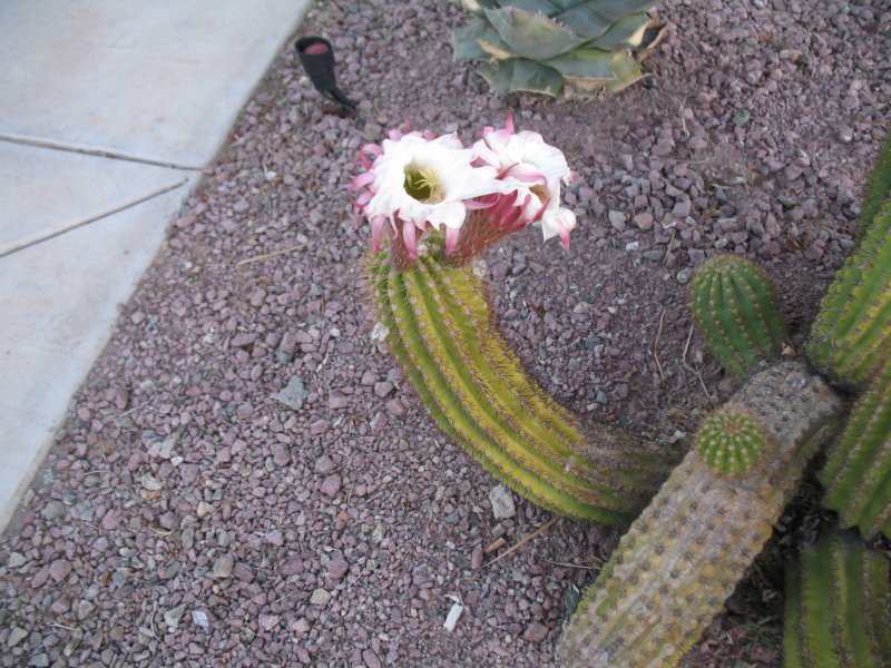 cactus001.jpg