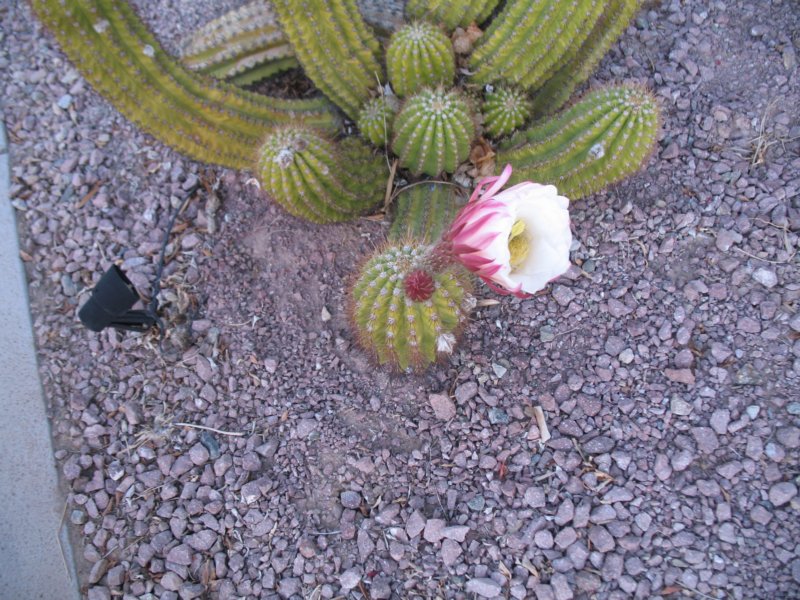 cactus002.jpg