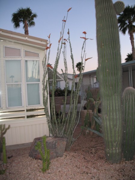 cactus007.jpg