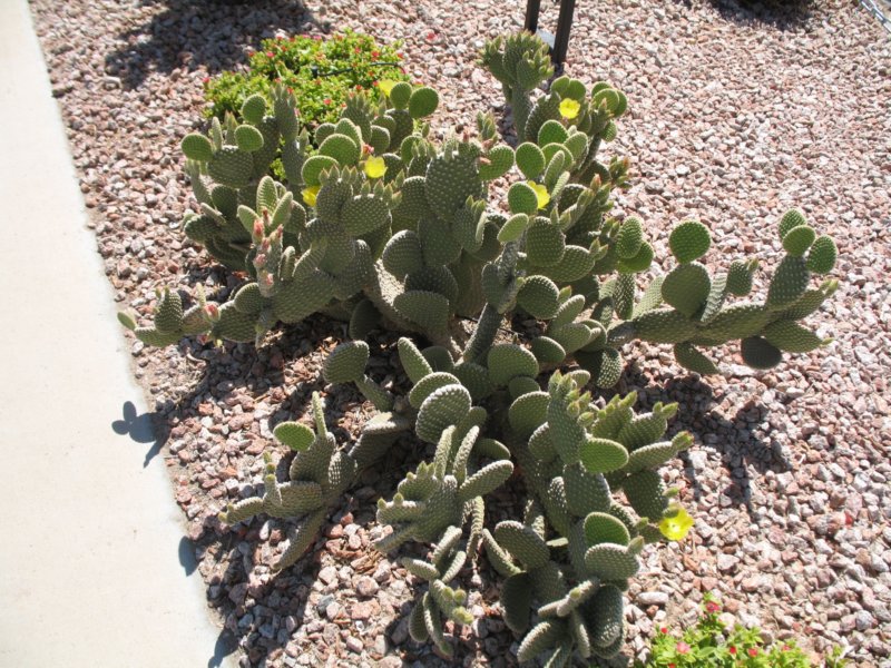 cactus009.jpg