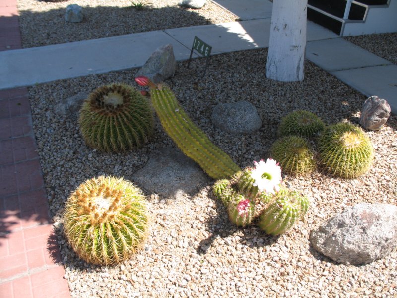 cactus032.jpg