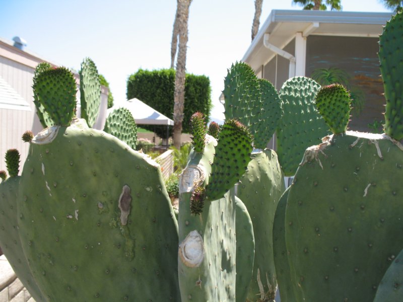 cactus034.jpg