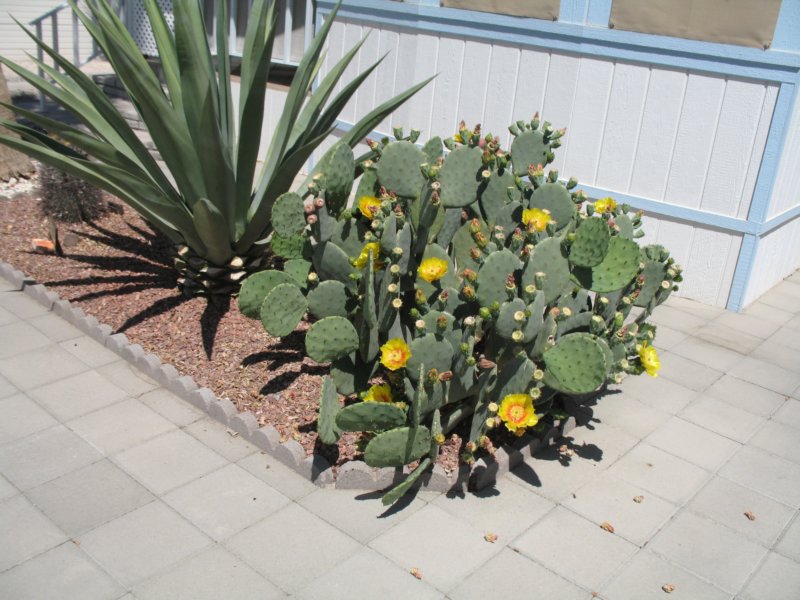 cactus035.jpg
