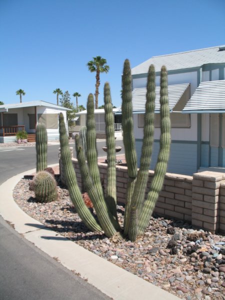 cactus047.jpg