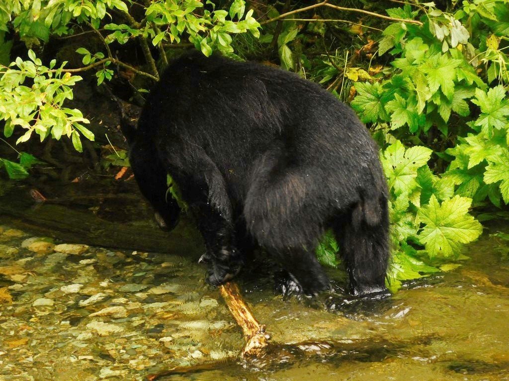wildllfe11.jpg
