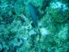 sea004_small.jpg