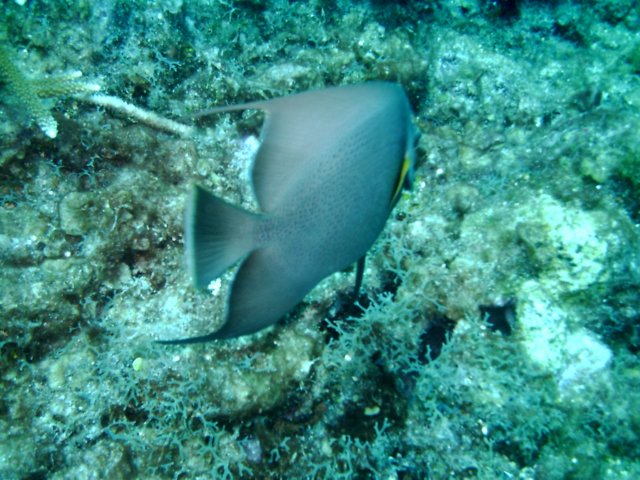 sea006.jpg