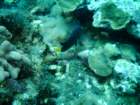 sea007_small.jpg