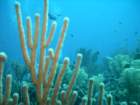 sea009_small.jpg