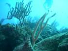 sea011_small.jpg