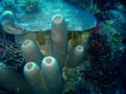 sea013_small.jpg