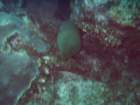 sea014_small.jpg