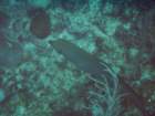 sea015_small.jpg