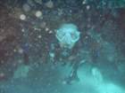 sea017_small.jpg