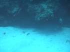 sea018_small.jpg