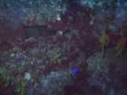 sea022_small.jpg