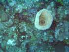 sea025_small.jpg