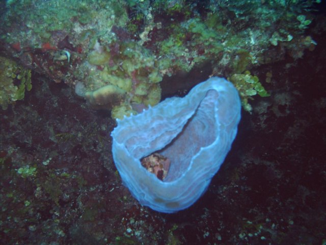sea026.jpg