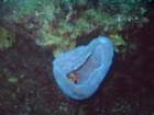 sea026_small.jpg