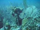 sea028_small.jpg