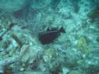 sea030_small.jpg