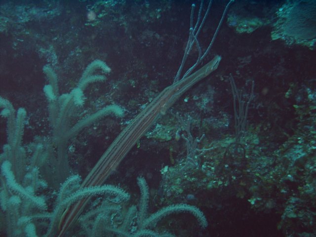 sea031.jpg
