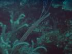 sea031_small.jpg