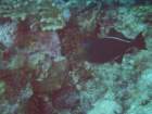 sea032_small.jpg