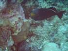 sea033_small.jpg