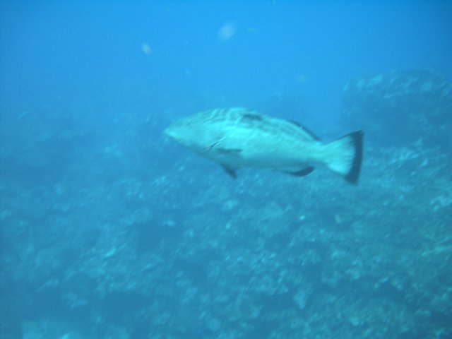 sea035.jpg