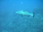 sea035_small.jpg