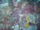 sea036_small.jpg