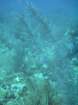 sea037_small.jpg