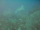 sea038_small.jpg