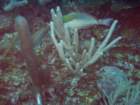 sea040_small.jpg
