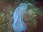 sea041_small.jpg