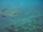 sea043_small.jpg