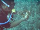 sea044_small.jpg