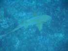 sea046_small.jpg
