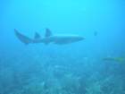 sea047_small.jpg