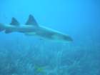 sea048_small.jpg