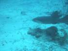sea051_small.jpg