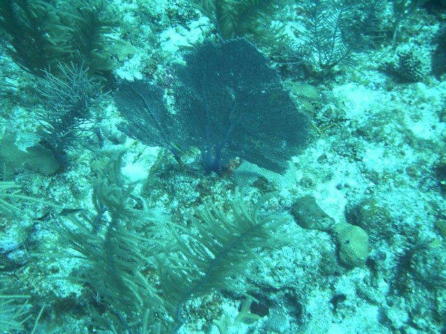 sea052.jpg