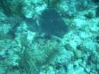 sea052_small.jpg