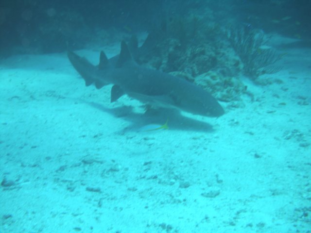 sea055.jpg