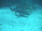 sea055_small.jpg