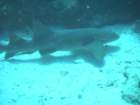 sea056_small.jpg