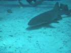 sea058_small.jpg