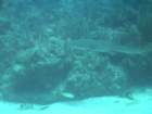 sea059_small.jpg