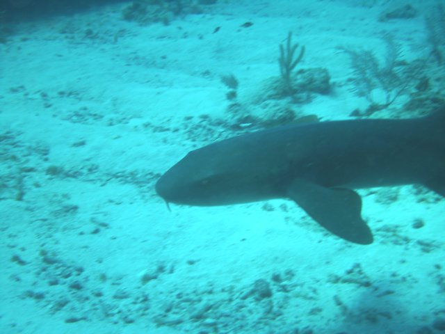sea060.jpg